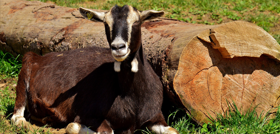 Recognizing a Good Dairy Goat